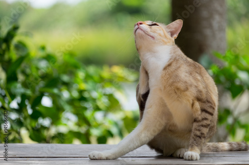 Stray itch cute cat use paw scratch its body on wooden table.