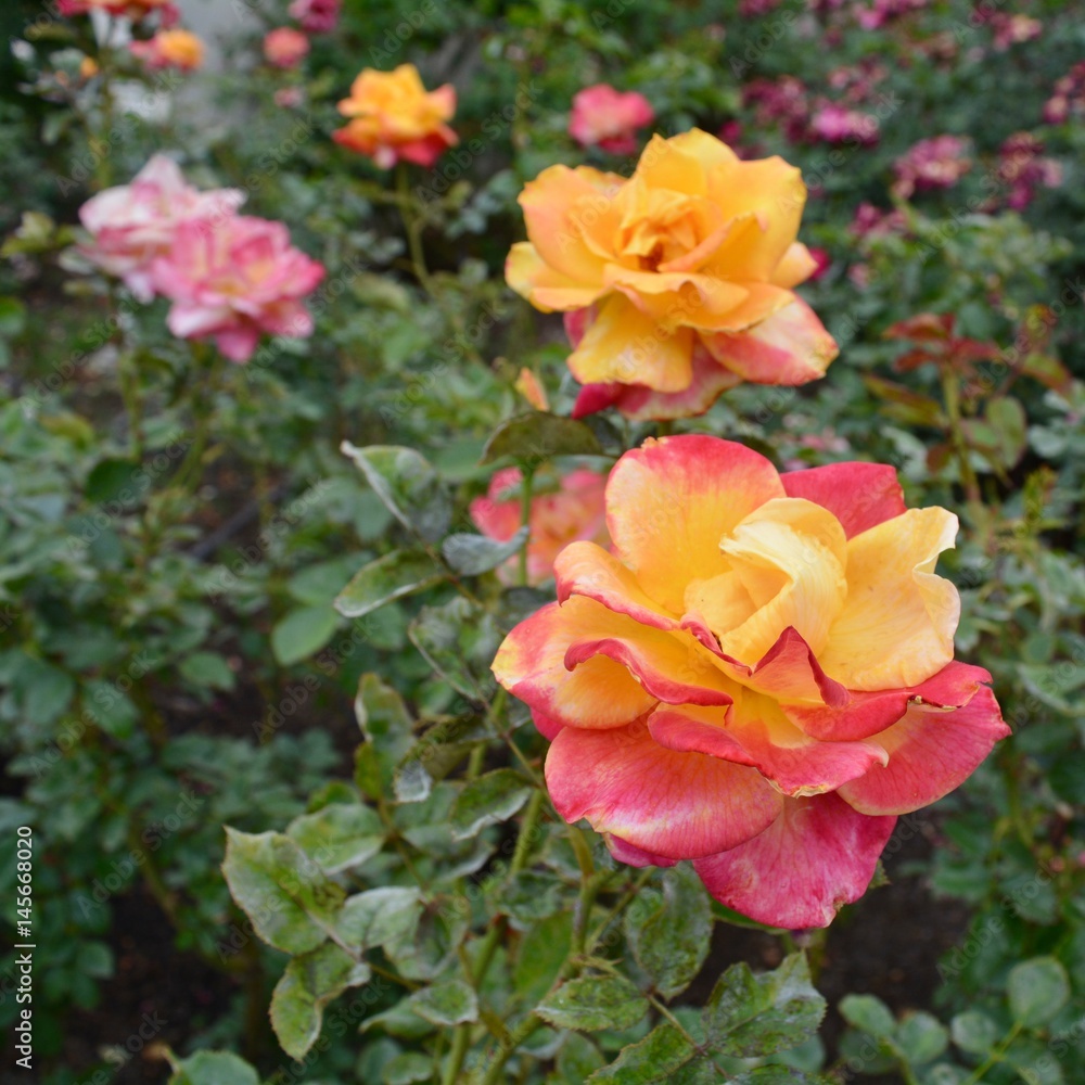 Multicolor Roses