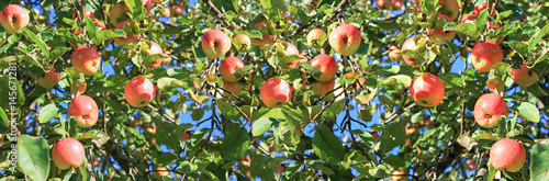 harvesting fruits apples in  orchard,panorama
