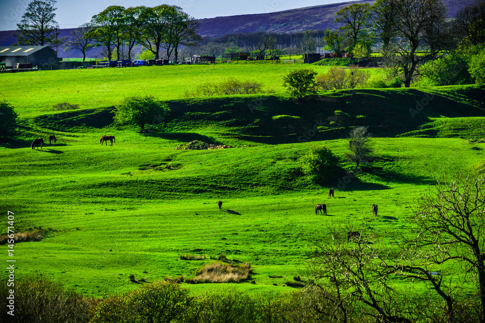 Horses on The Hill Horses on The Hill