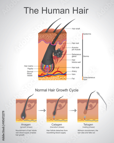 Humann Hair. Vector graphic.