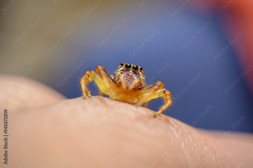 Jumping spider on finger with macro lens Jumping spider on finger with macro lens
