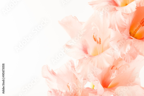 gladiolus flower © Maksim Shebeko