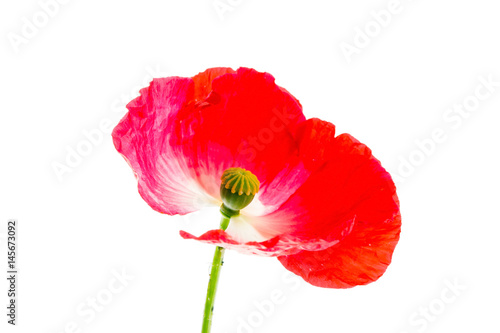 nice poppy