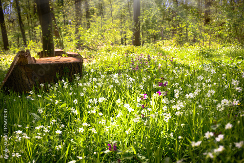 Fototapeta Naklejka Na Ścianę i Meble -  Waldlichtung mit Blumenwiese im Frühjahr