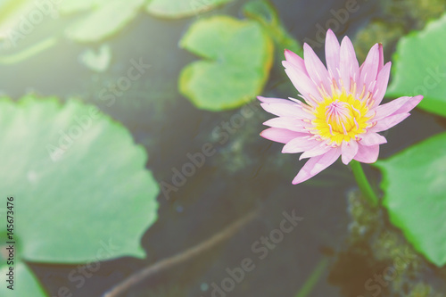 Pink lotus in pond for garden decoration.