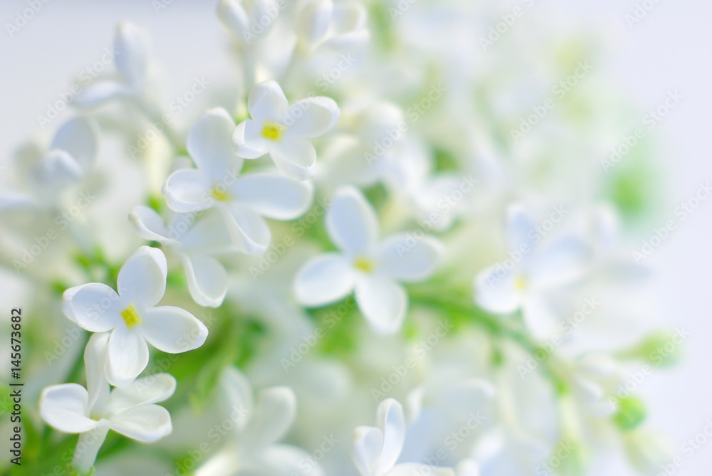 white bloom fragile flower