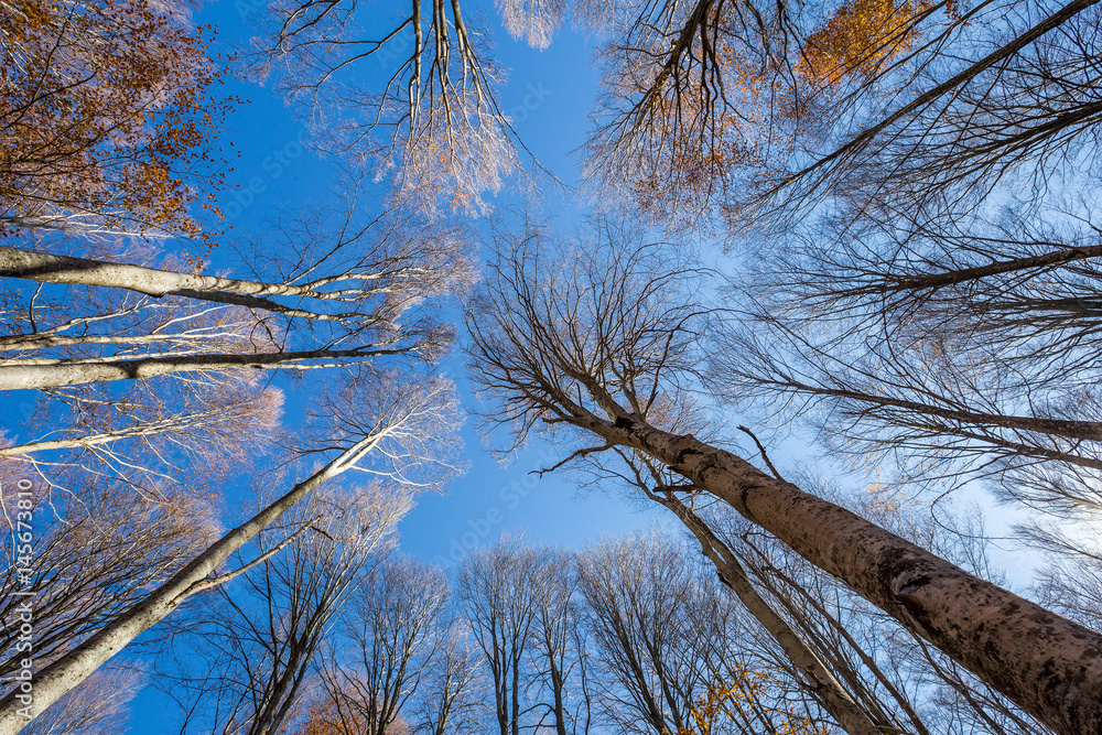 Beech trees ascending up to the blue sky Beech trees ascending up to the blue sky