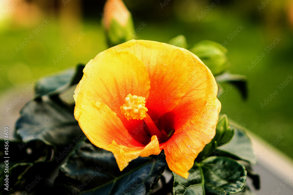 Obraz premium HIBISKUS