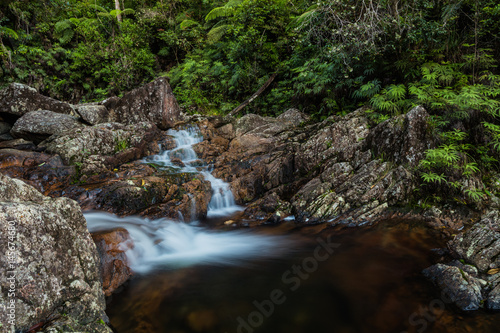 Paluma Rainforest