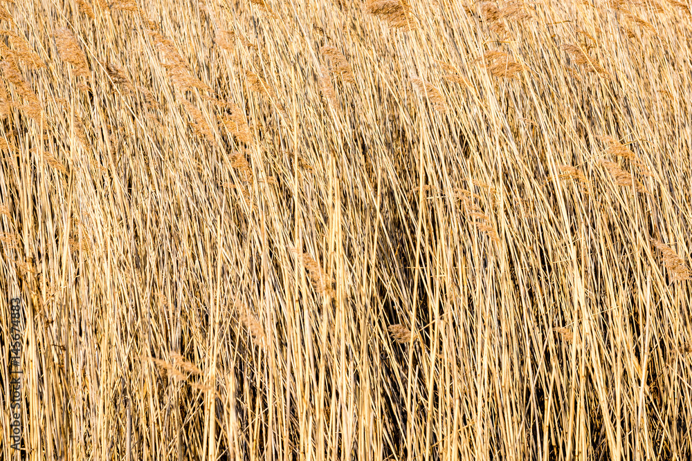 Fototapeta premium beautiful dry grass and bent background