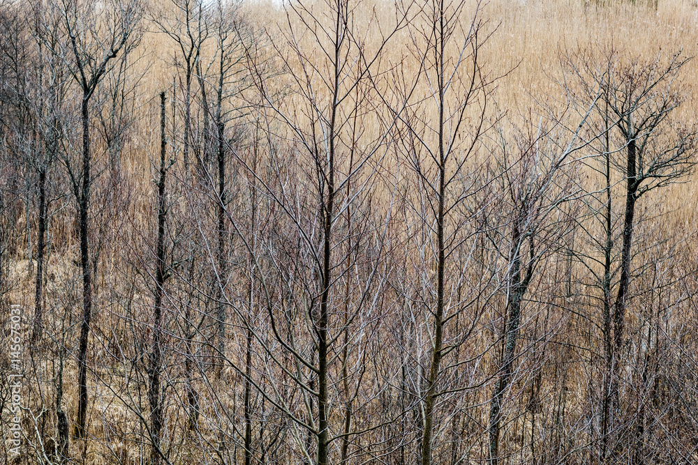 beautiful dry grass and bent background beautiful dry grass and bent background