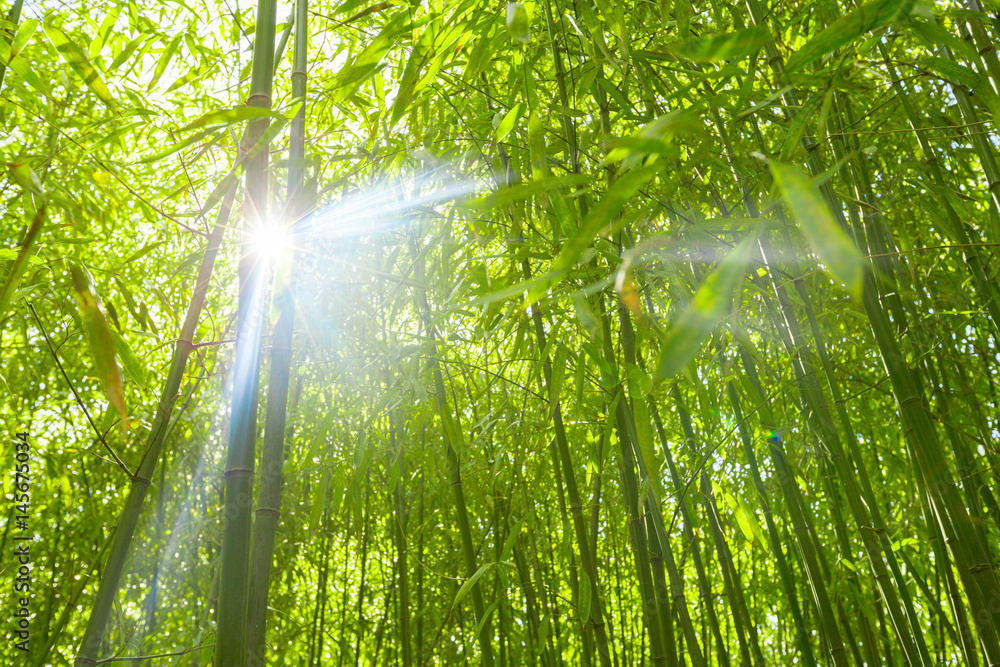 Bamboo trees Bamboo trees