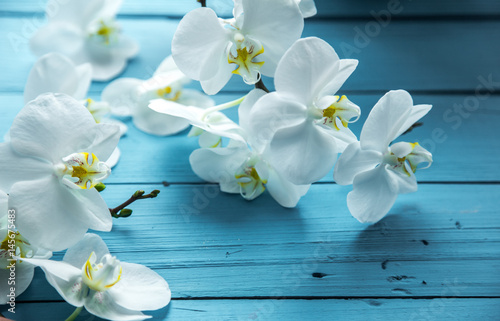 Fototapeta Naklejka Na Ścianę i Meble -  White orchids on a wooden blue background