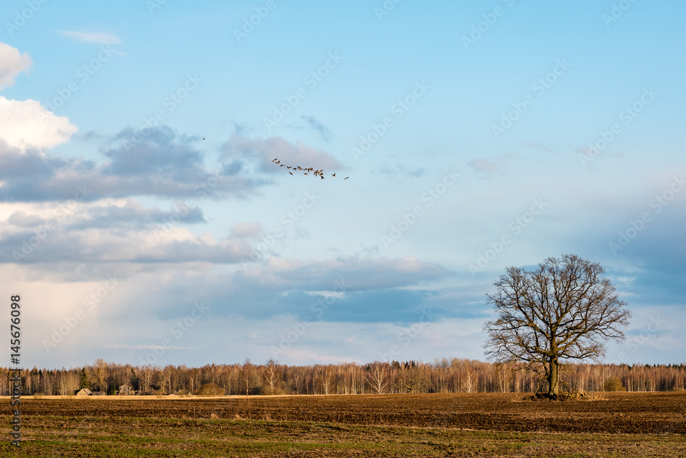 fields in country under blue sky with white clouds fields in country under blue sky with white clouds