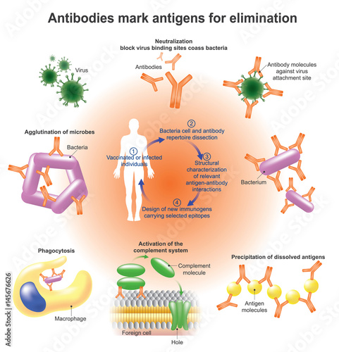 Antibodies. Vector graphic.