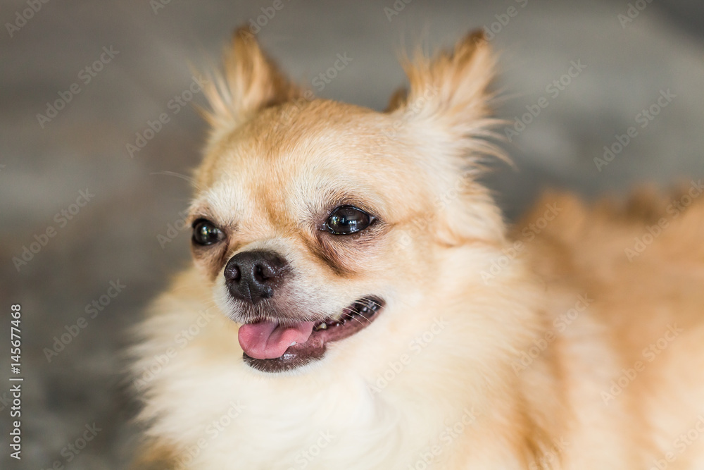 Smiling Dog Chihuahua was waiting for his owner. Smiling Dog Chihuahua was waiting for his owner.