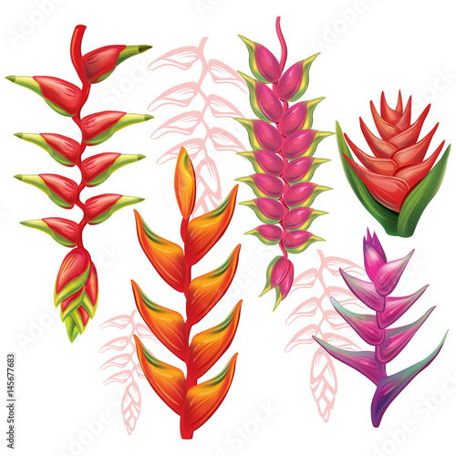 Fototapeta Naklejka Na Ścianę i Meble -  Set of Heliconia flowers