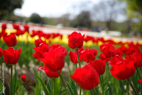 Amazing nature of pink tulips under sunlight at the middle of summer or spring day landscape. Natural view of flower blooming in the garden with green grass as a background.