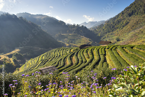 Strawberry Terrace Plantation with Mist at Angkhang Mountain, Chiagmai photo