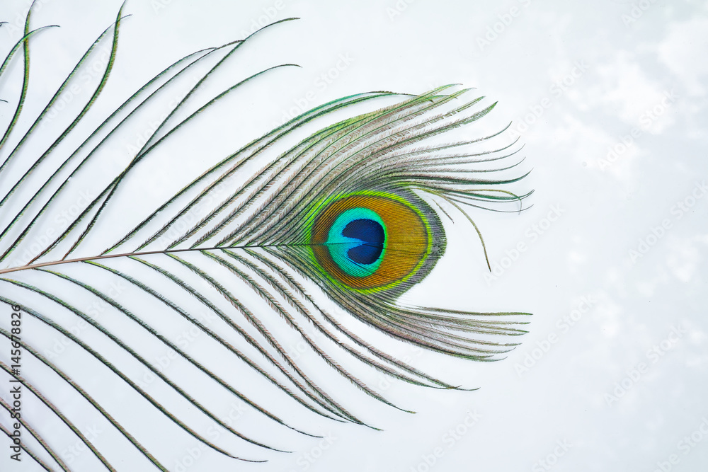 Obraz premium peacock feather on white background. isolate peacock feather.