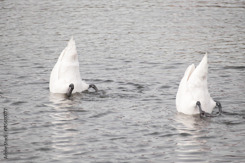 Swans Searching for Food in a Lake photo