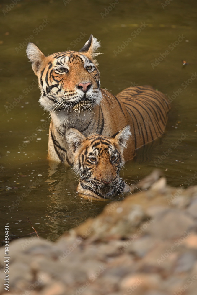 Naklejka premium Tiger female and her cub with playing in the watter/wild animals in the nature habitat/wild india/tigers love watter play