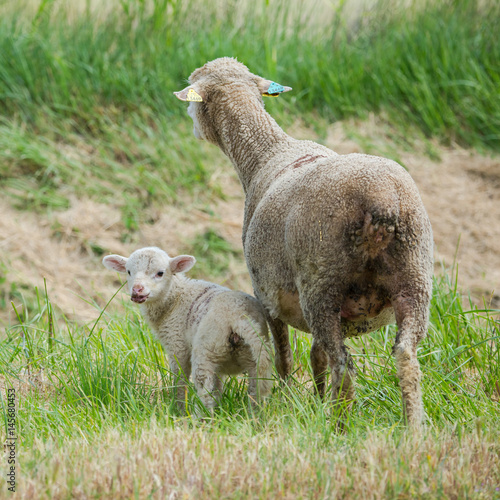 Sheep and lamb, baby sheep and the mother in a field