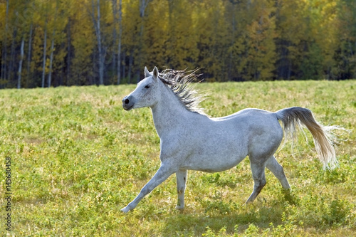Grey Arabian Mare galloping on meadow in late summer