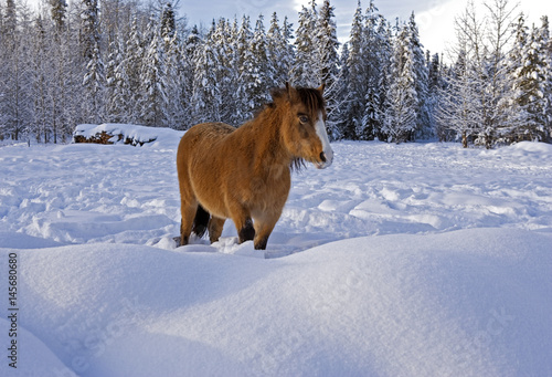 Welsh Mountain Pony standing in deep snow at winter pasture