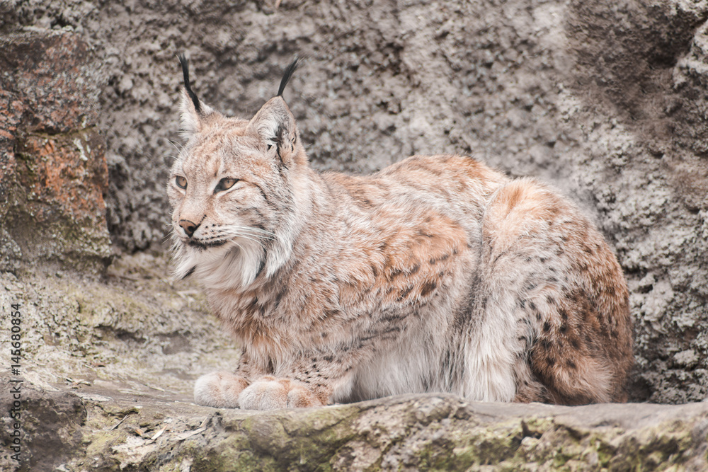 Fototapeta premium Lynx rufus lieing to light the stones