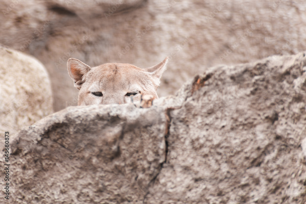 Puma concolo hiding behind the rocks Stock Photo | Adobe Stock