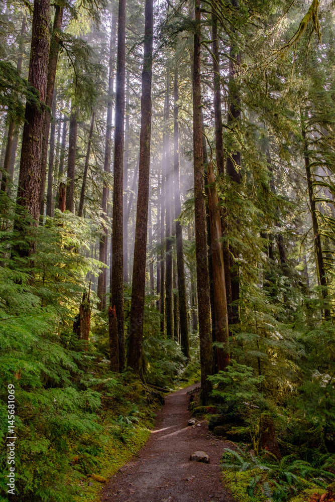 Fototapeta premium Light filters through the old growth forest of the Olympic National Park