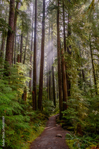 Fototapeta Naklejka Na Ścianę i Meble -  Light filters through the old growth forest of the Olympic National Park