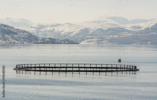 Salmon fish farming