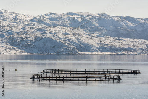 Salmon fish farming