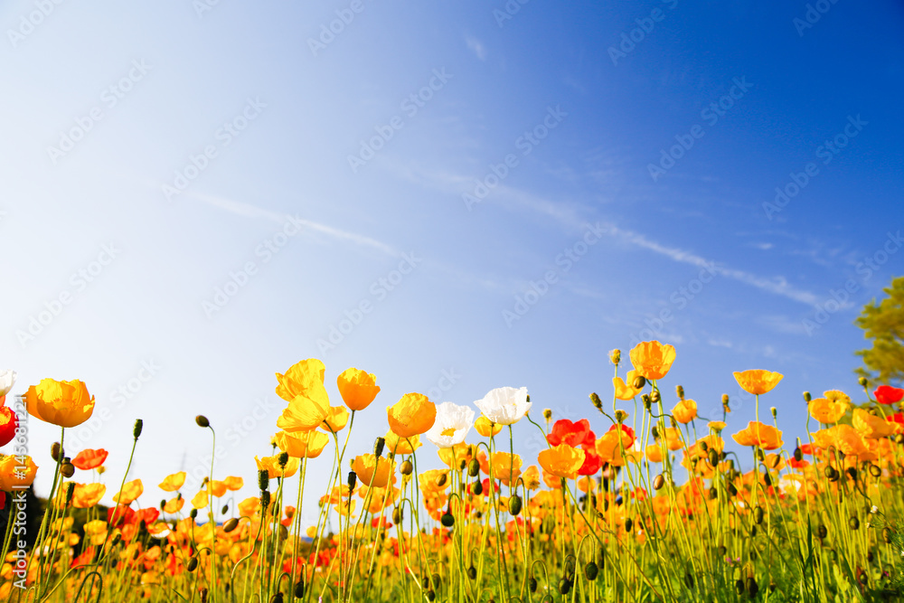 Fototapeta premium spring colorful flowers and blue sky
