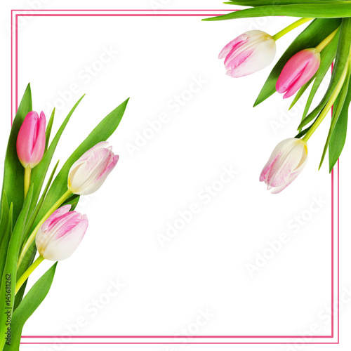 Fototapeta Naklejka Na Ścianę i Meble -  Pink and white tulip flowers corners and a frame