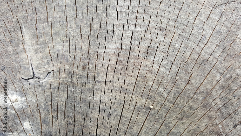 Fototapeta premium Tekstura starego pnia z pęknięciami