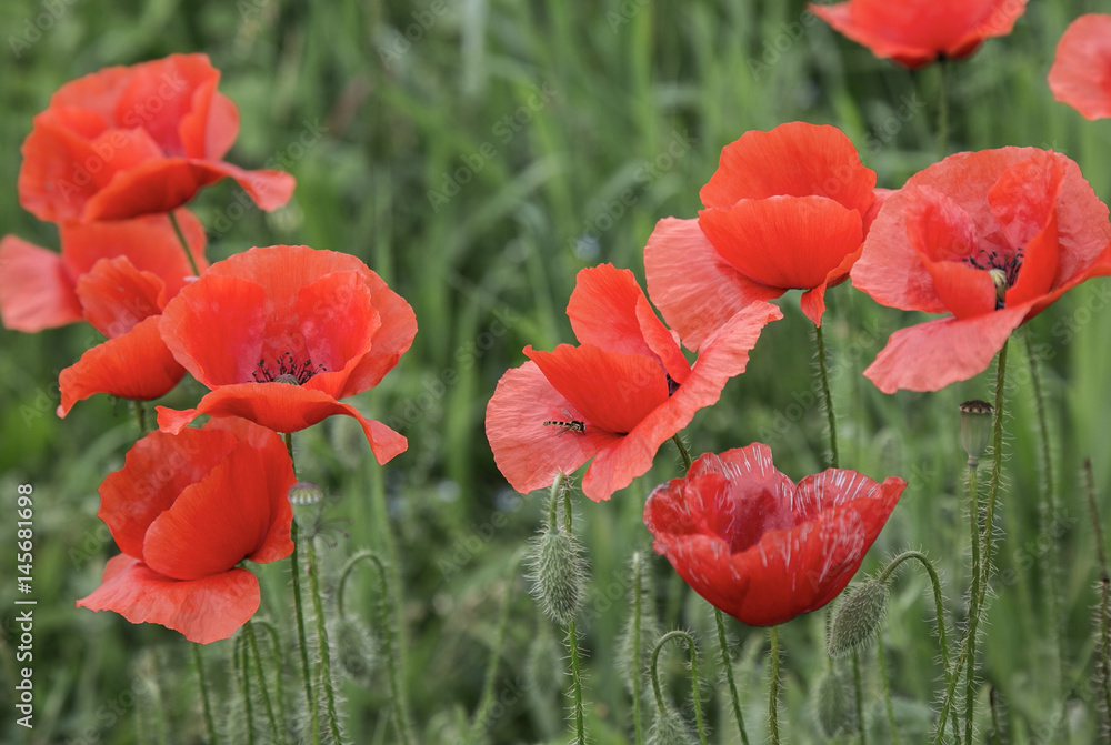 Fototapeta premium maki