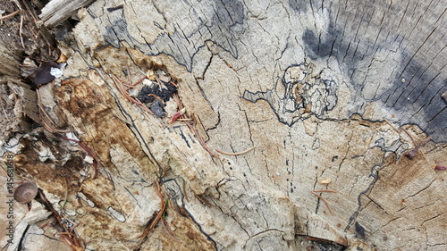 Colorful texture of old tree stump with big cracks