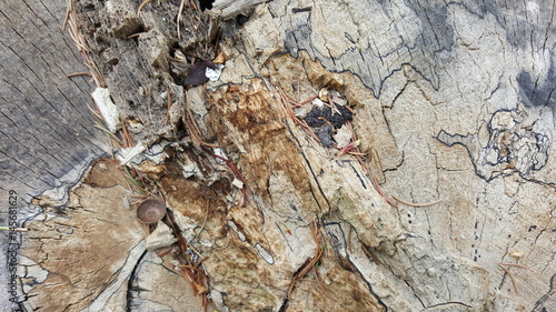 Colorful texture of old tree stump with big cracks