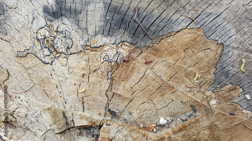 Colorful texture of old tree stump with big cracks