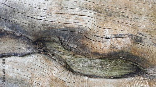 Old tree without bark 