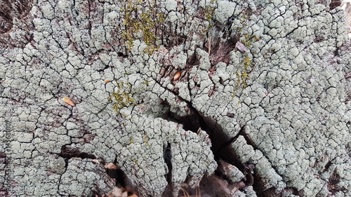 Texture of old tree stump with big cracks