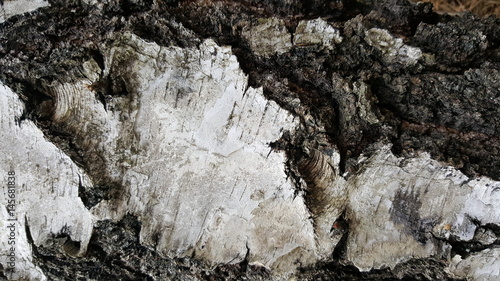 Old tree bark texture