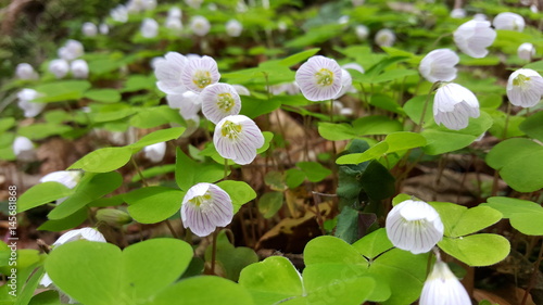 Beautiful white flowers in nature