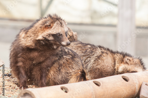 Raccoon Dog lying on the ground photo