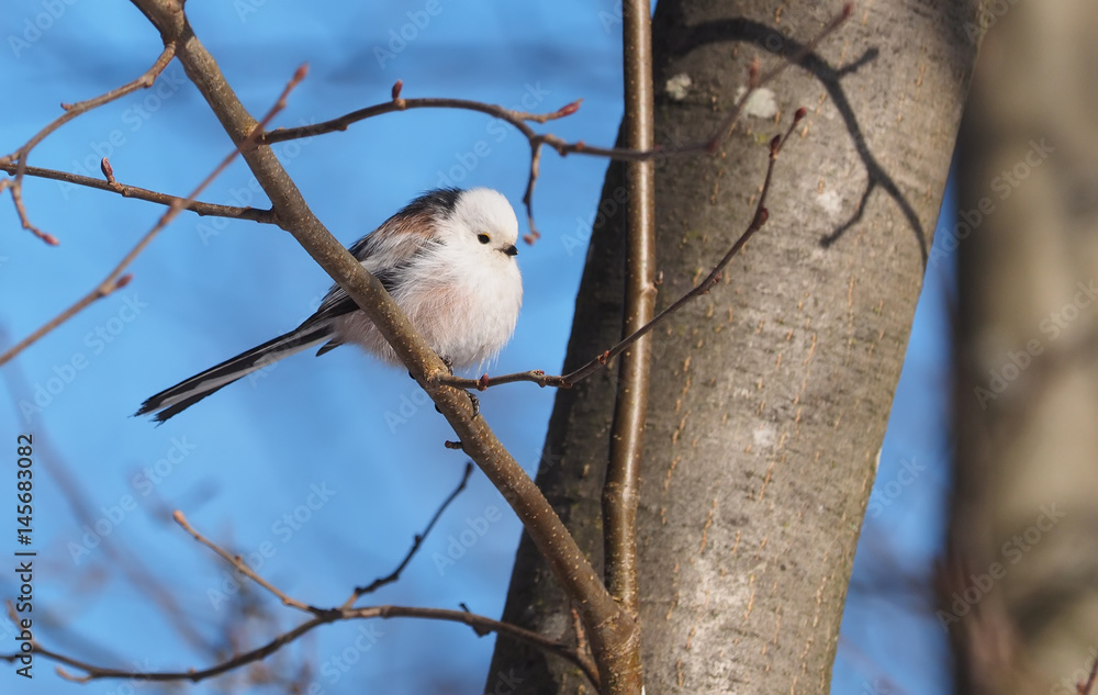 Obraz premium Long-tailed tit on a tree