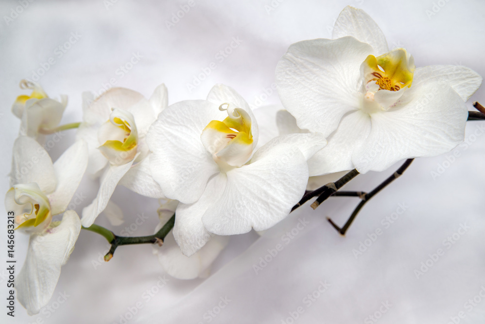 The branch of white orchids on white fabric background The branch of white orchids on white fabric background